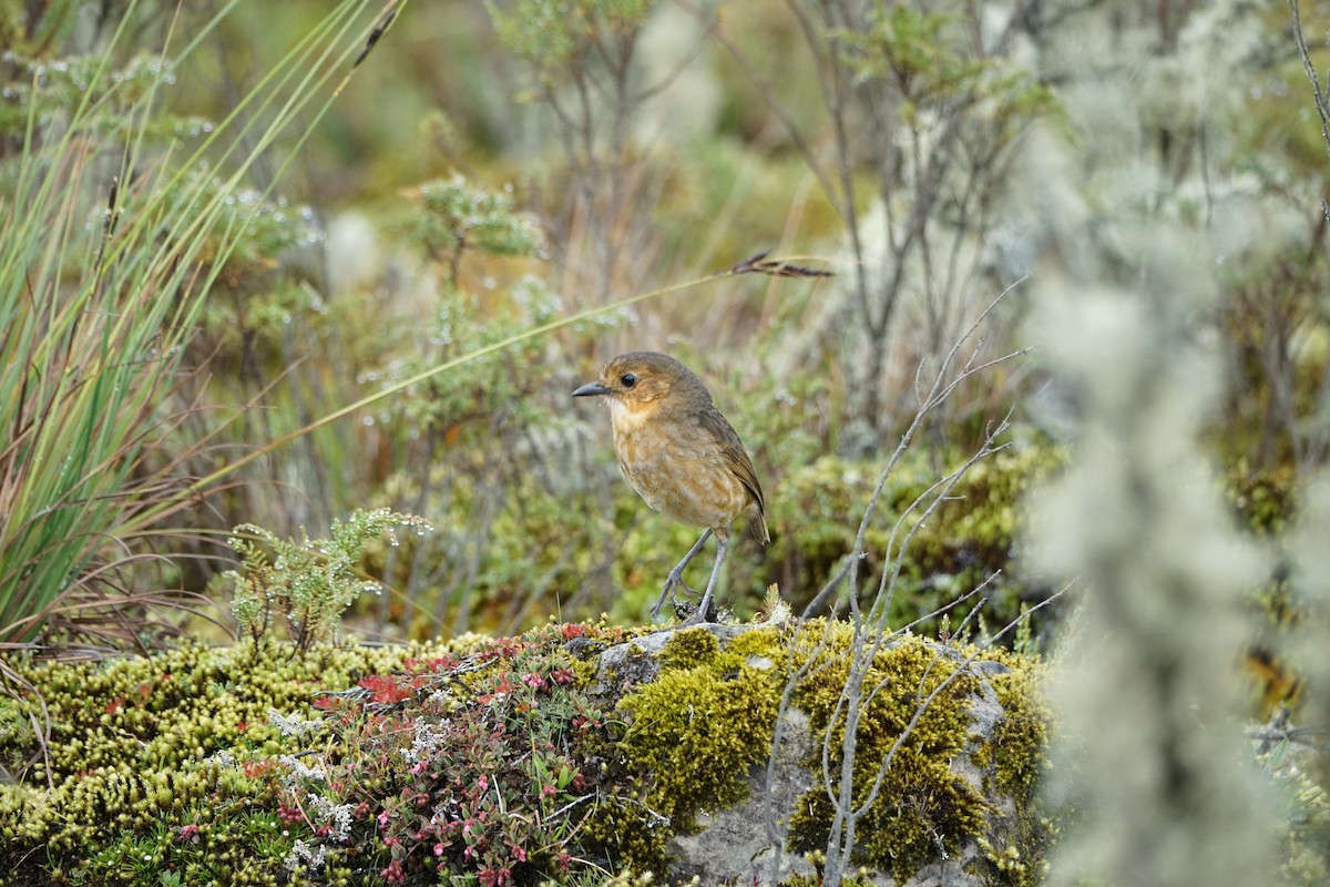 Boyaca Antpitta - ML656400499