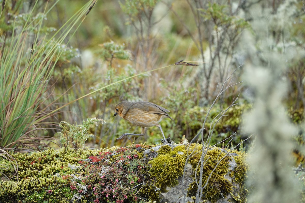 Boyaca Antpitta - ML656400500
