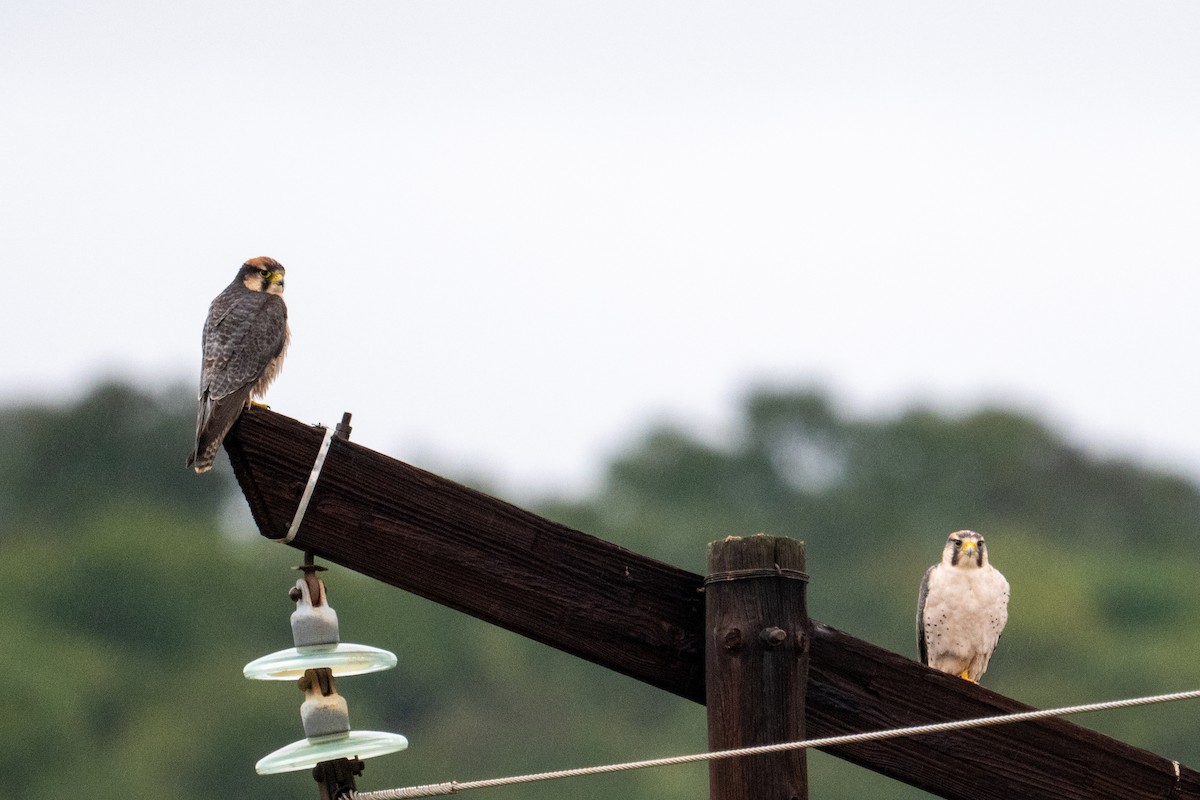 Lanner Falcon - ML656400984