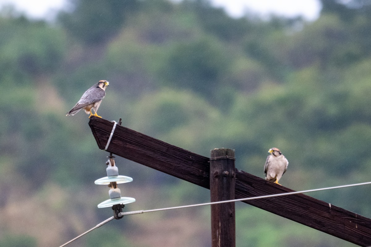 Lanner Falcon - ML656400985