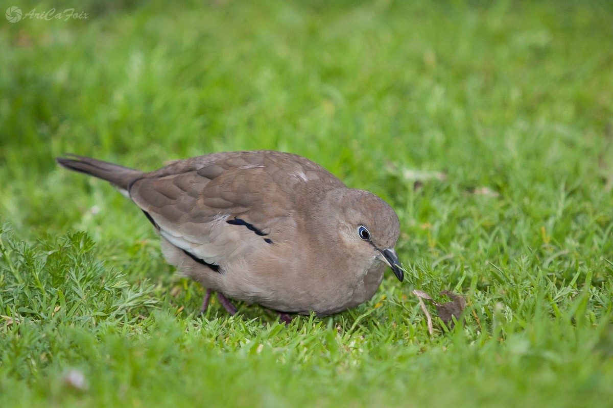 Picui Ground Dove - ML65640101