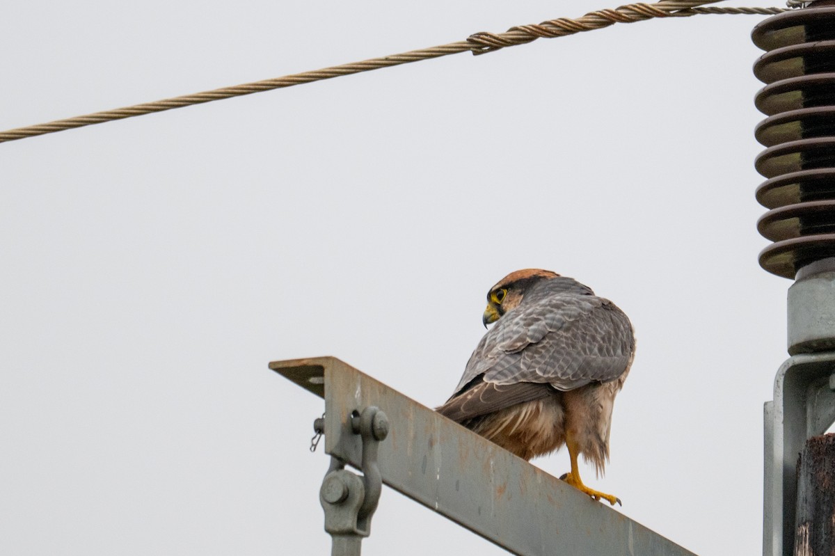 Lanner Falcon - ML656401024