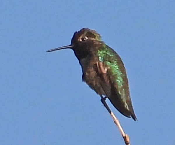 rødmaskekolibri - ML656401099