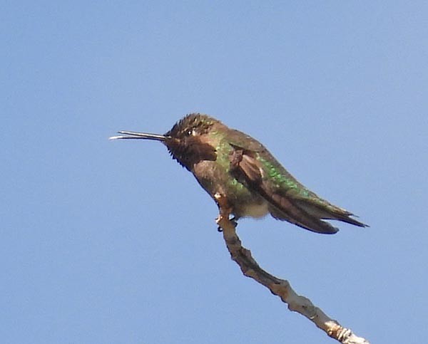 rødmaskekolibri - ML656401100