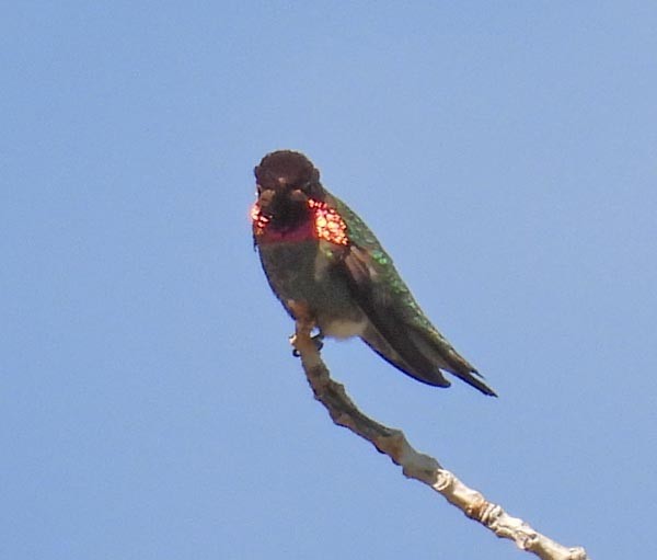 rødmaskekolibri - ML656401101