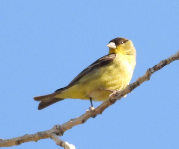 småstillits - ML656401271