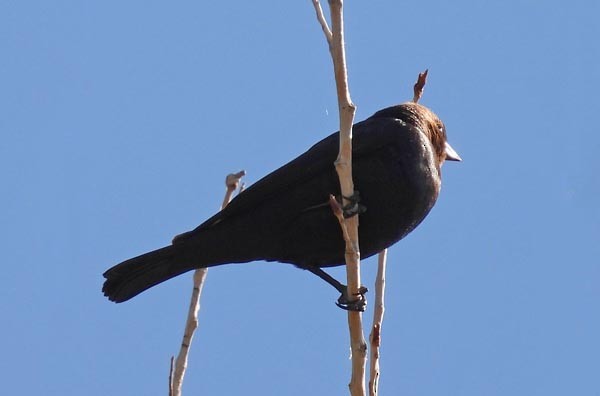 brunhodetrupial - ML656401311