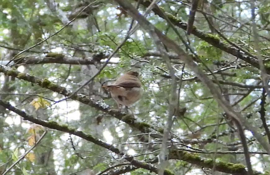 eBird Checklist - 2 May 2026 - Locust Knob, Ripplemead, Virginia, US ...