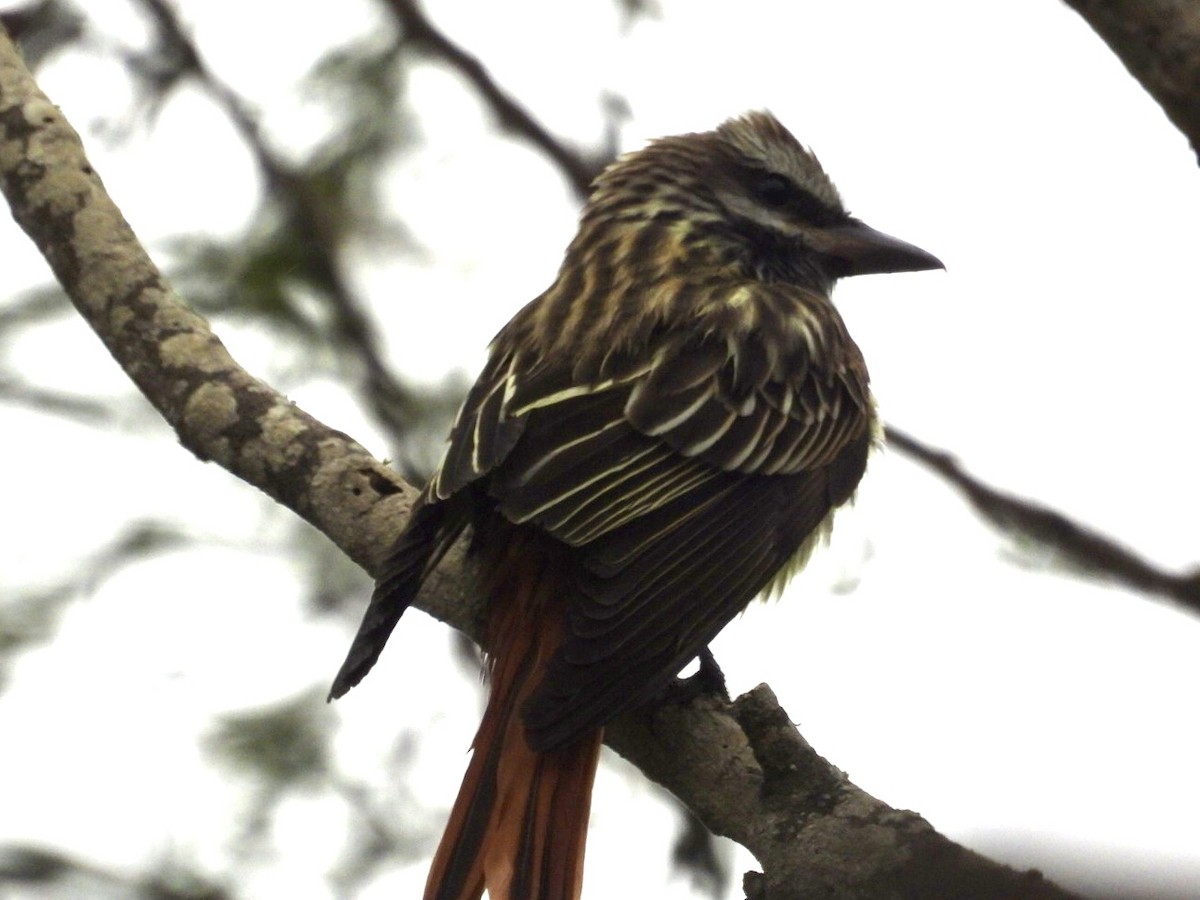Sulphur-bellied Flycatcher - ML656403312