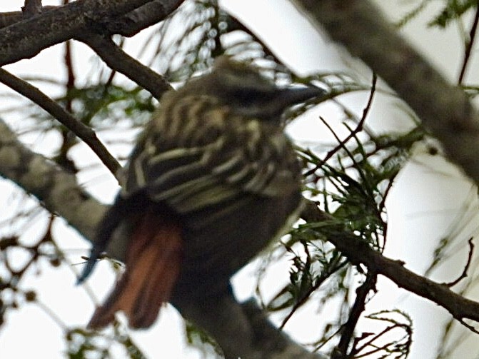 Sulphur-bellied Flycatcher - ML656403313