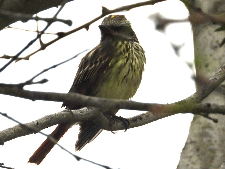 Sulphur-bellied Flycatcher - ML656403314
