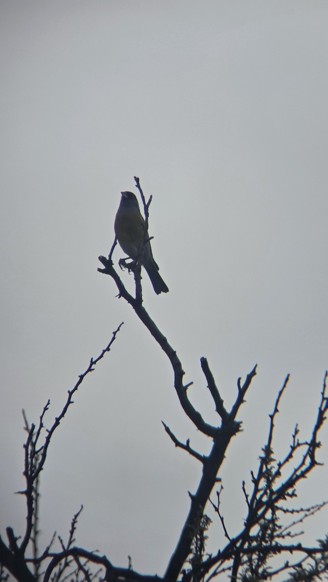 Gray-hooded Sierra Finch - ML656404498