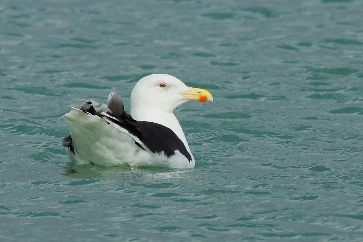 Great Black-backed Gull - ML65640491