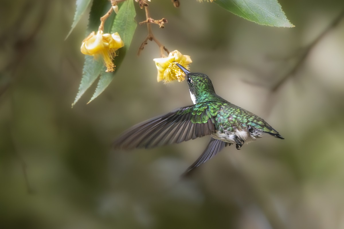 hvitstrupekolibri - ML656404948