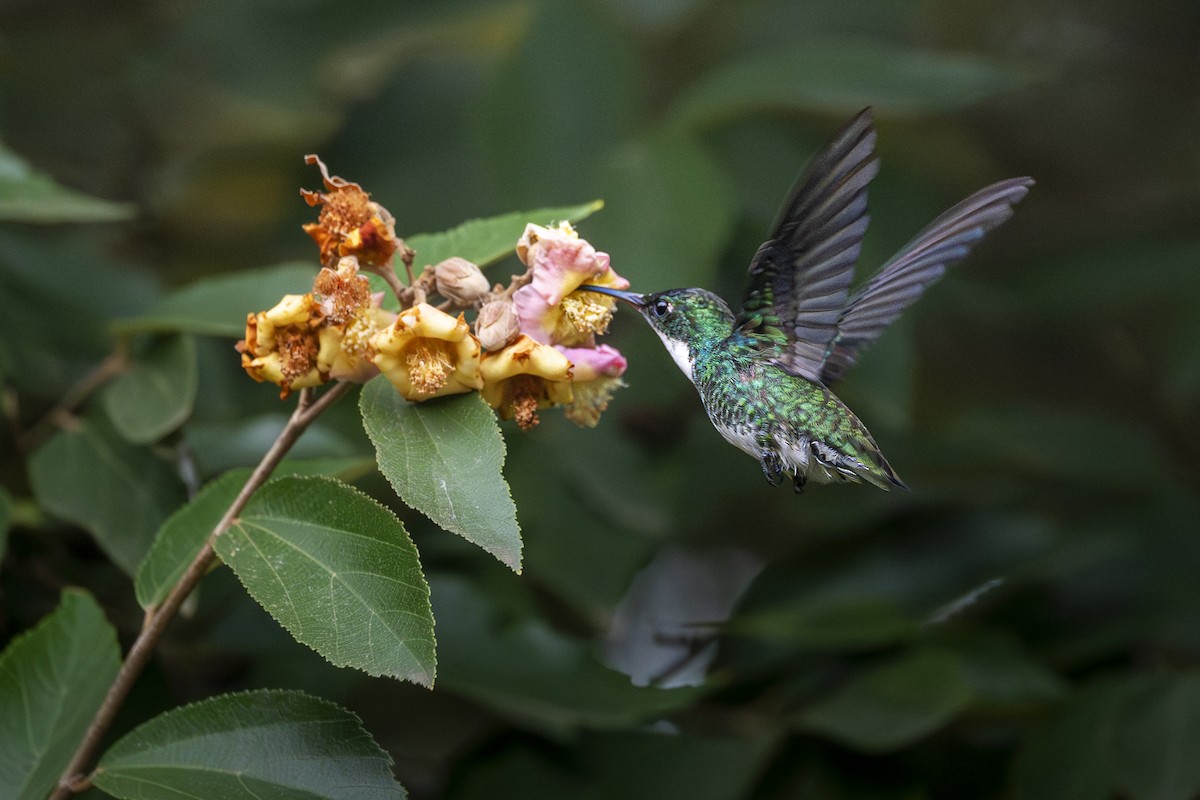 hvitstrupekolibri - ML656404956