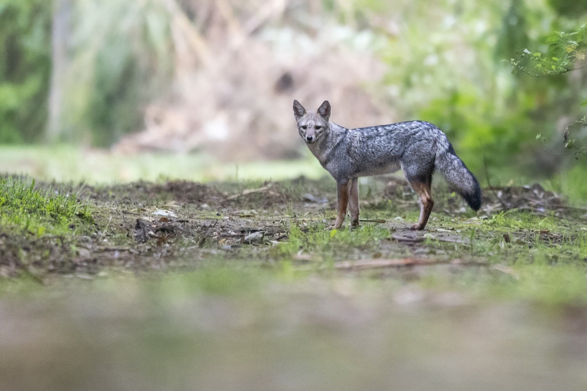 Pampas Fox - ML656404982