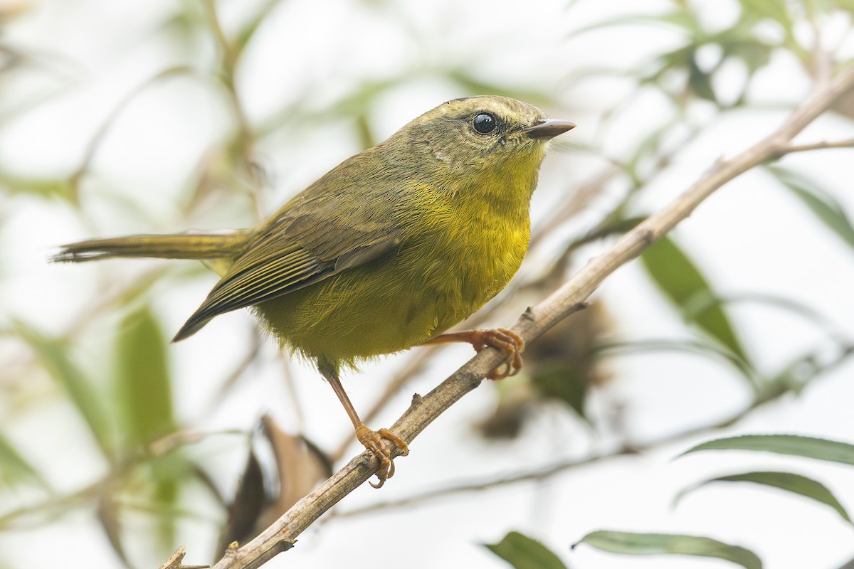 gyllenkroneparula - ML656405032