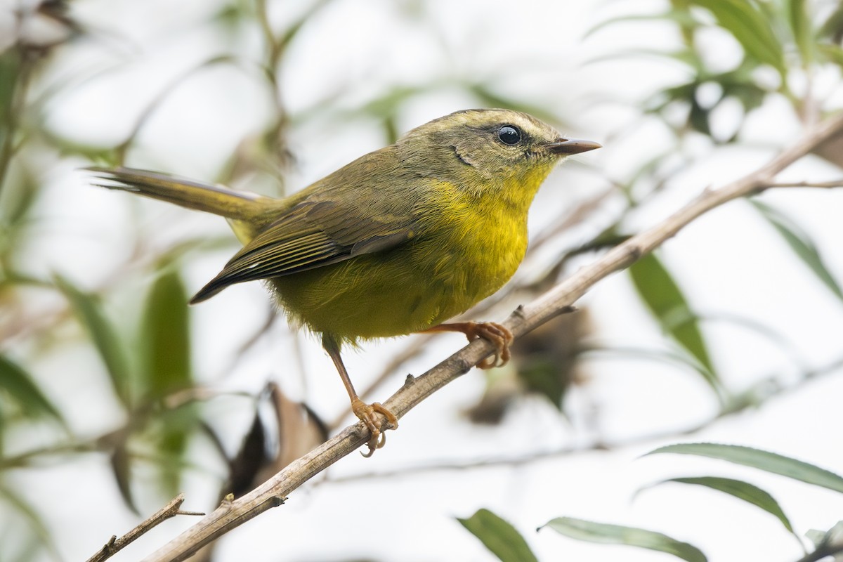 gyllenkroneparula - ML656405033