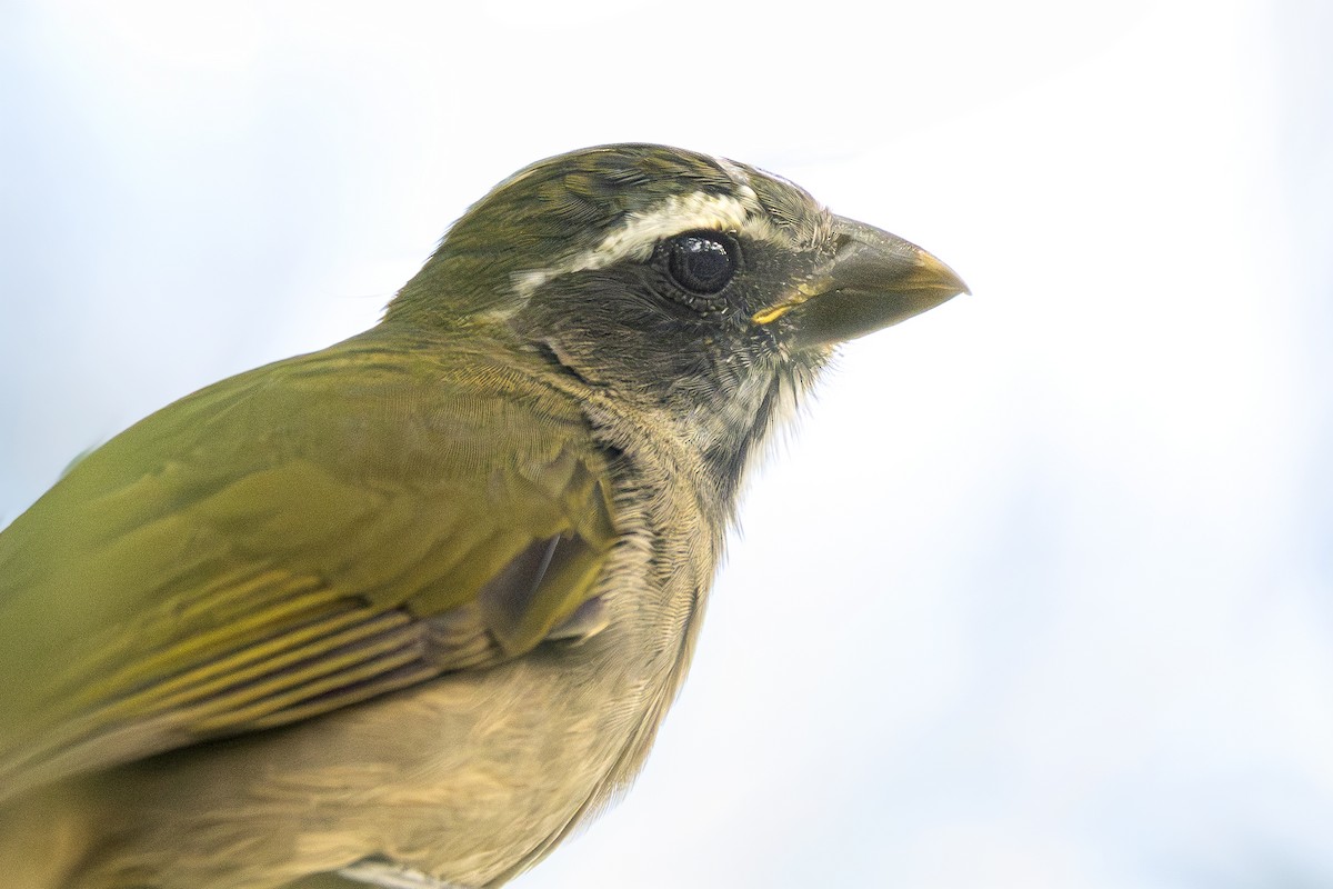 grønnvingesaltator - ML656405096
