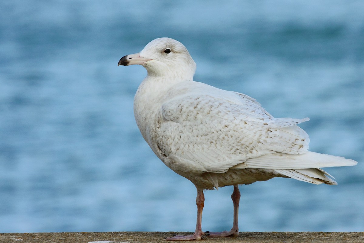 Glaucous Gull - António Gonçalves