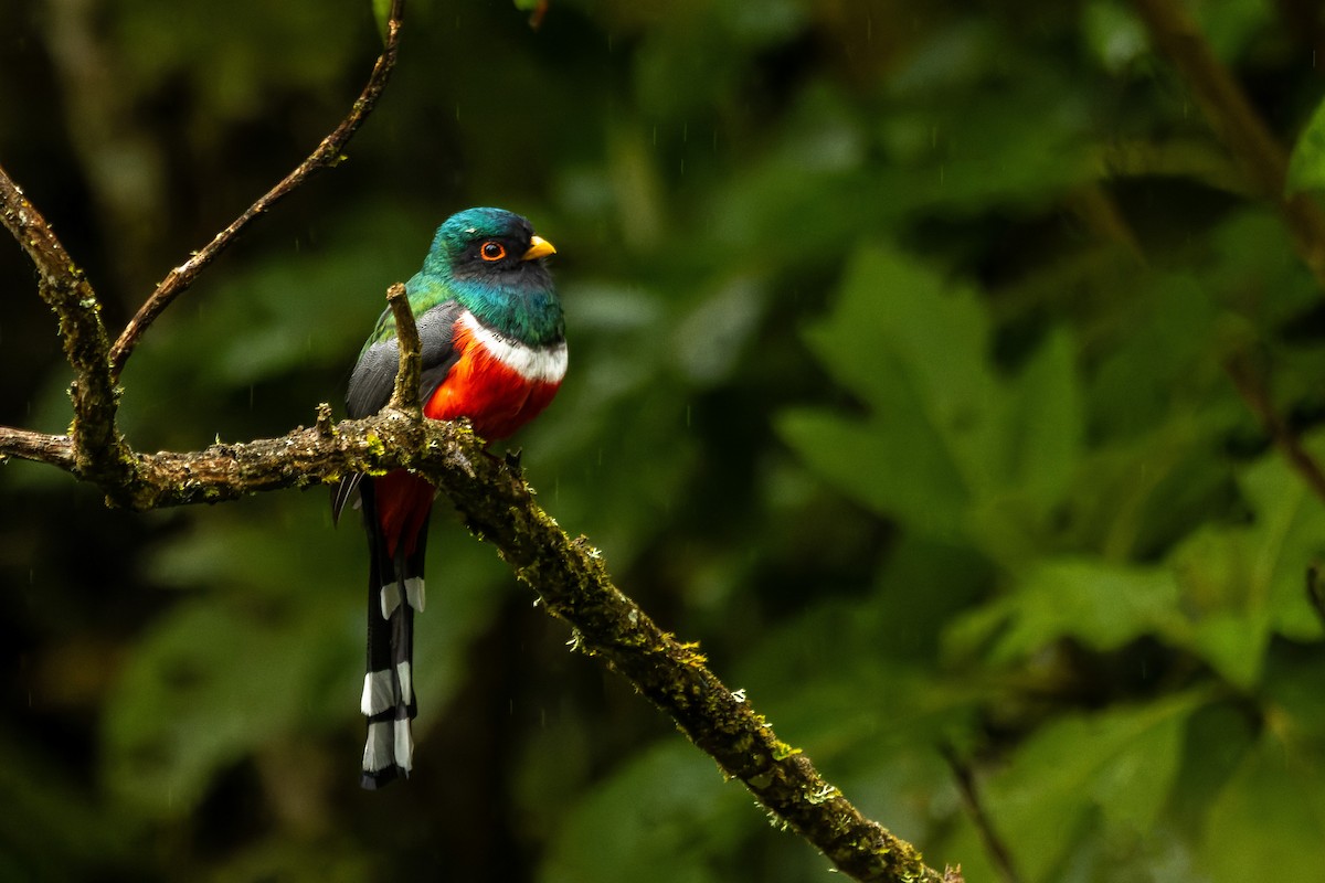 Masked Trogon - ML656406806