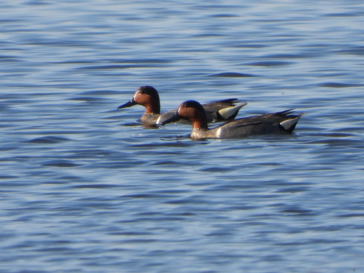 eBird Checklist - 2 May 2026 - Red Rock WMA--Runnells overlook area ...