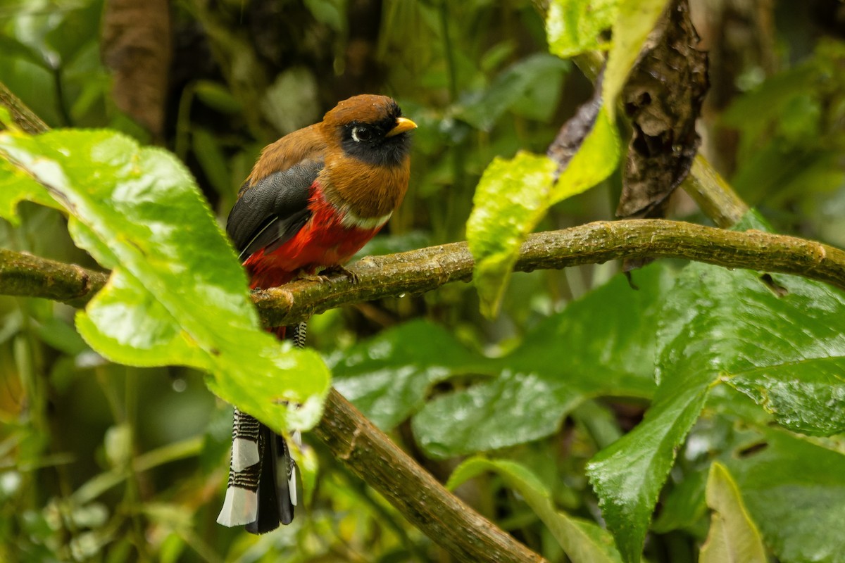 Masked Trogon - ML656406819