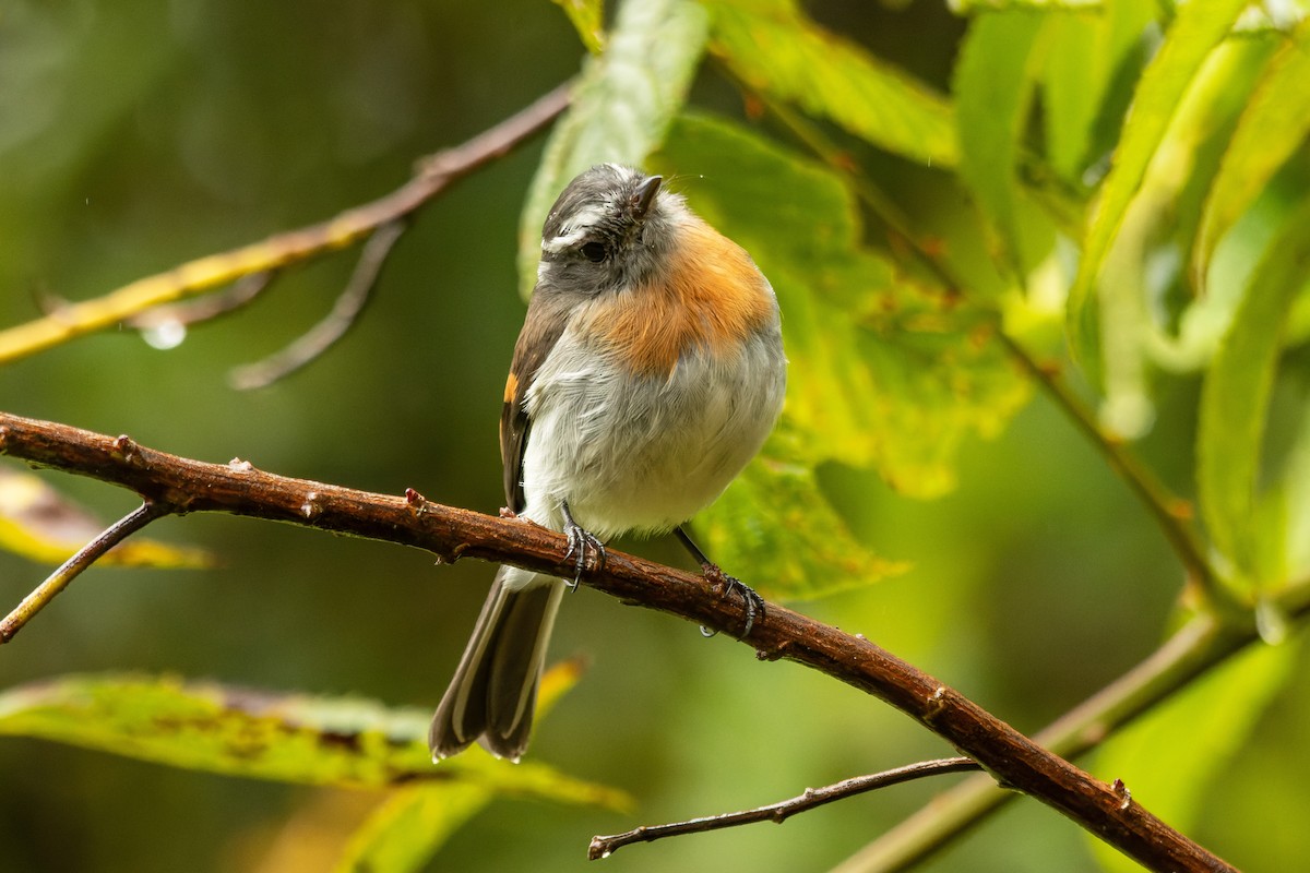Rufous-breasted Chat-Tyrant - ML656406890