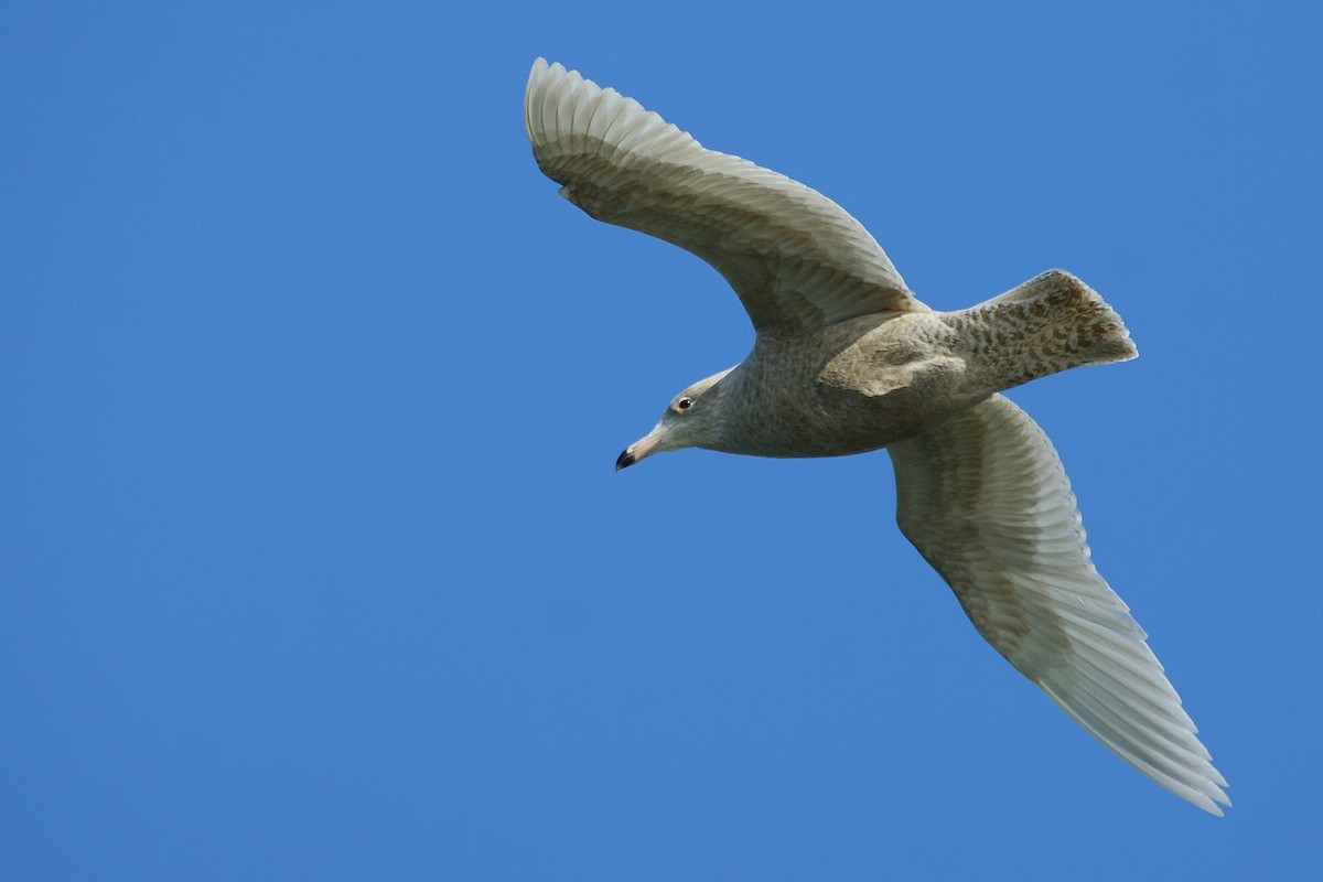 Glaucous Gull - António Gonçalves