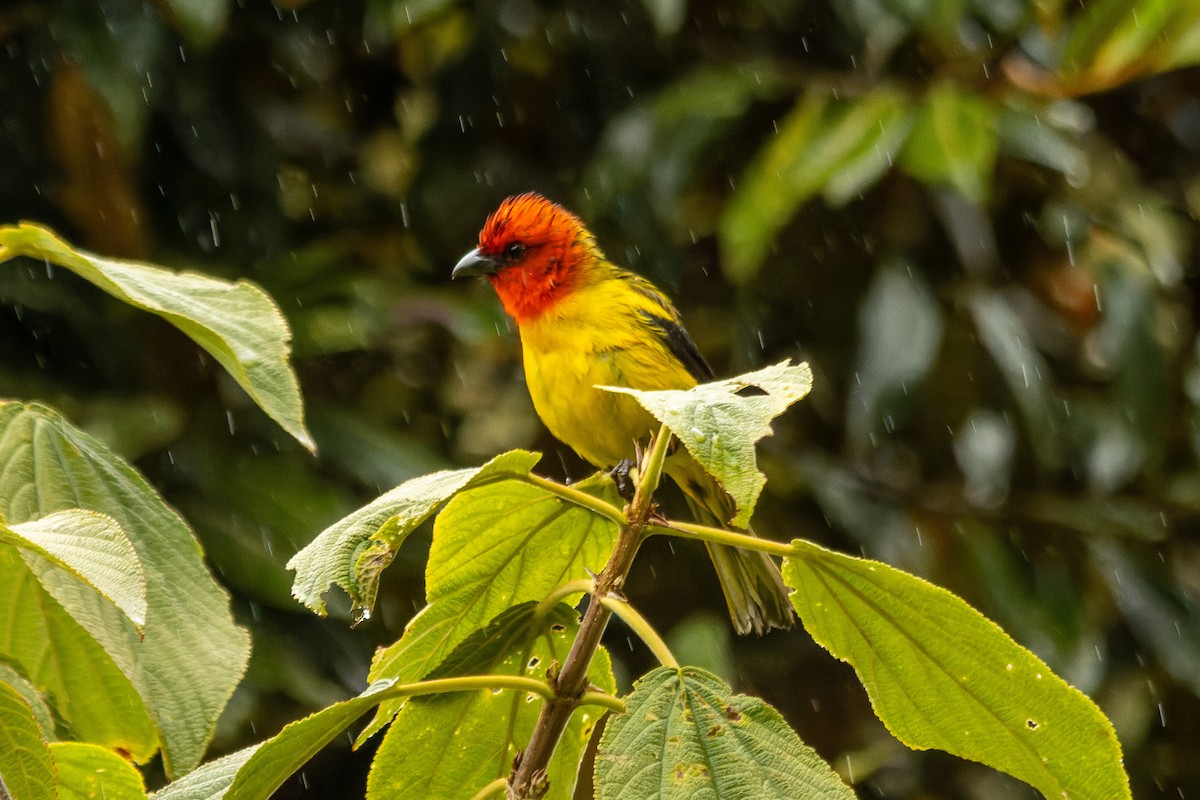 Red-hooded Tanager - ML656406926