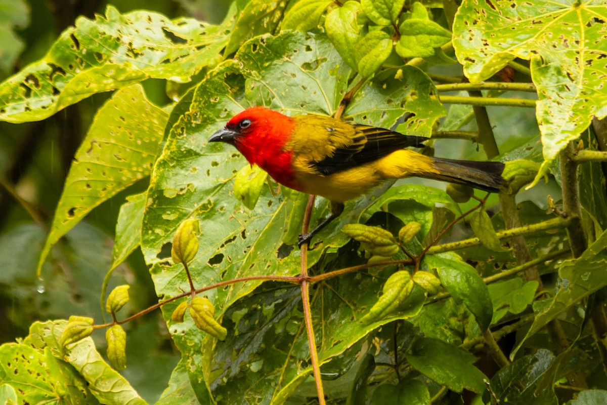 Red-hooded Tanager - ML656406965