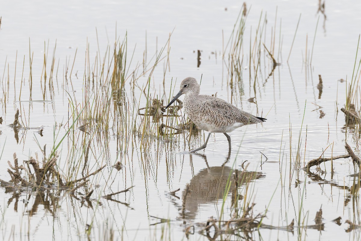 willetsnipe - ML656406973