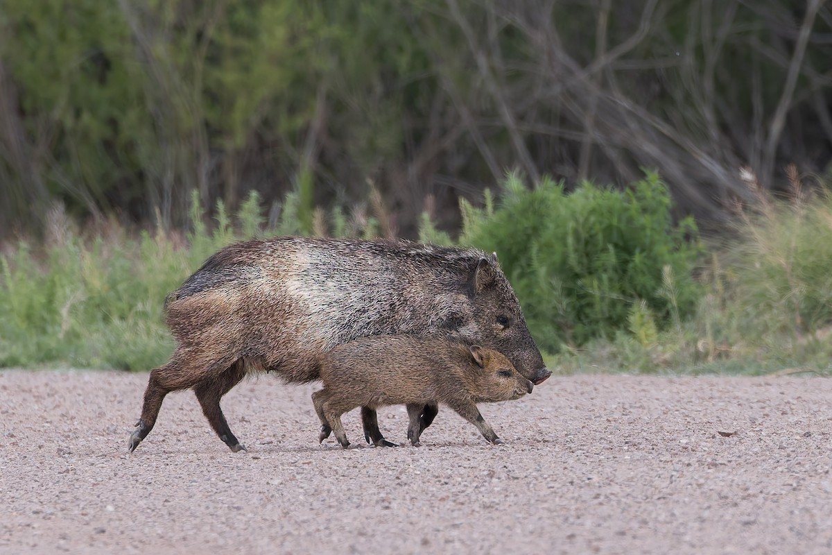 Collared Peccary - ML656406986