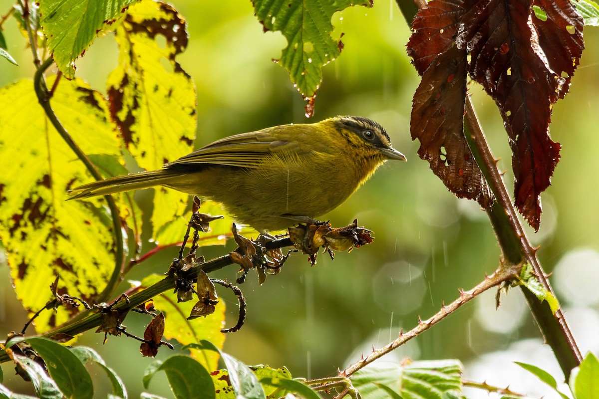 Black-capped Hemispingus - ML656406997