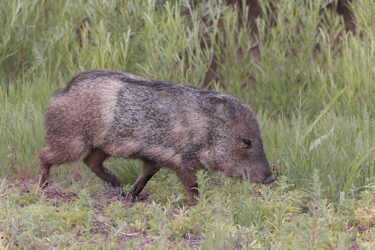Collared Peccary - ML656407011