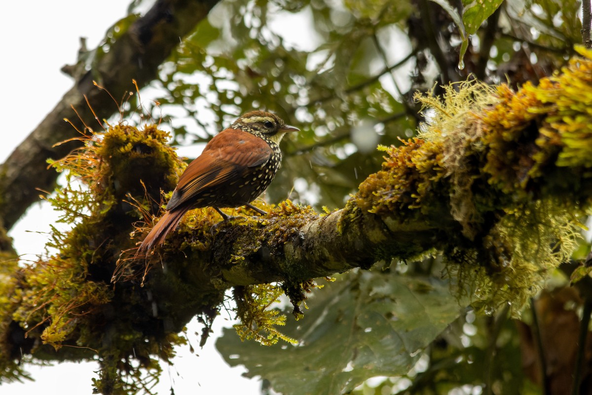 Pearled Treerunner - ML656407032