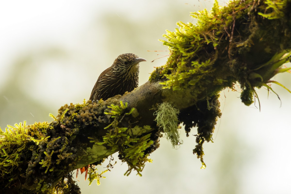 Montane Woodcreeper - ML656407040