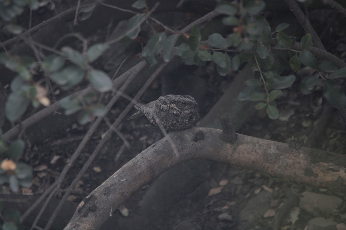 Band-winged Nightjar - ML656410041