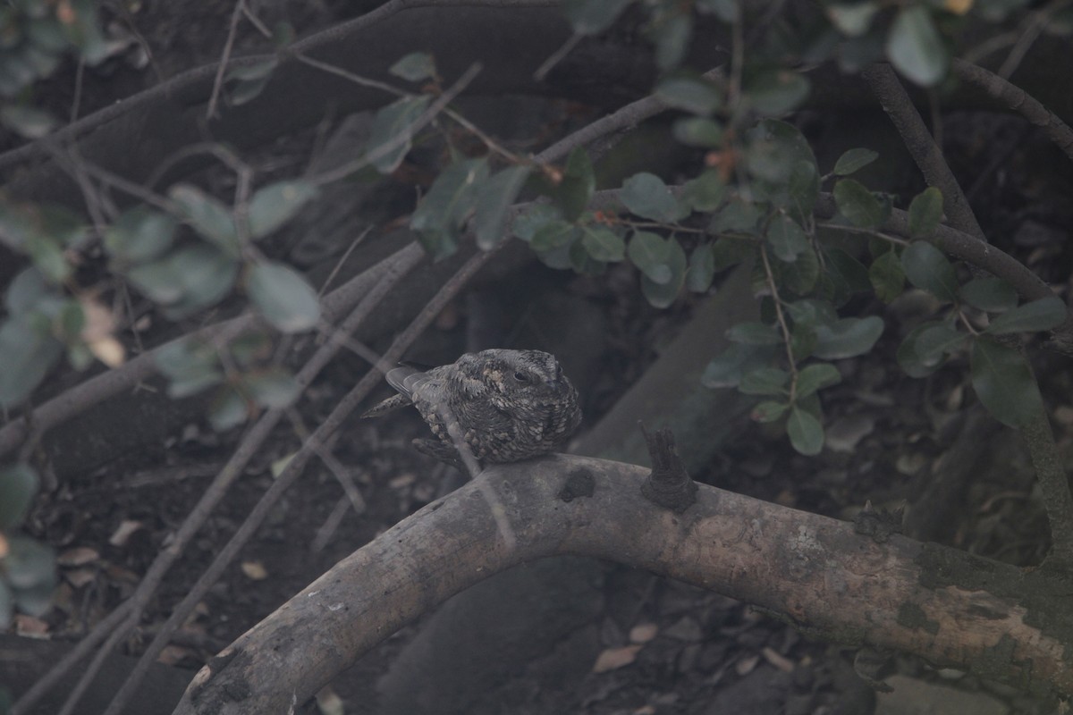 Band-winged Nightjar - ML656410042