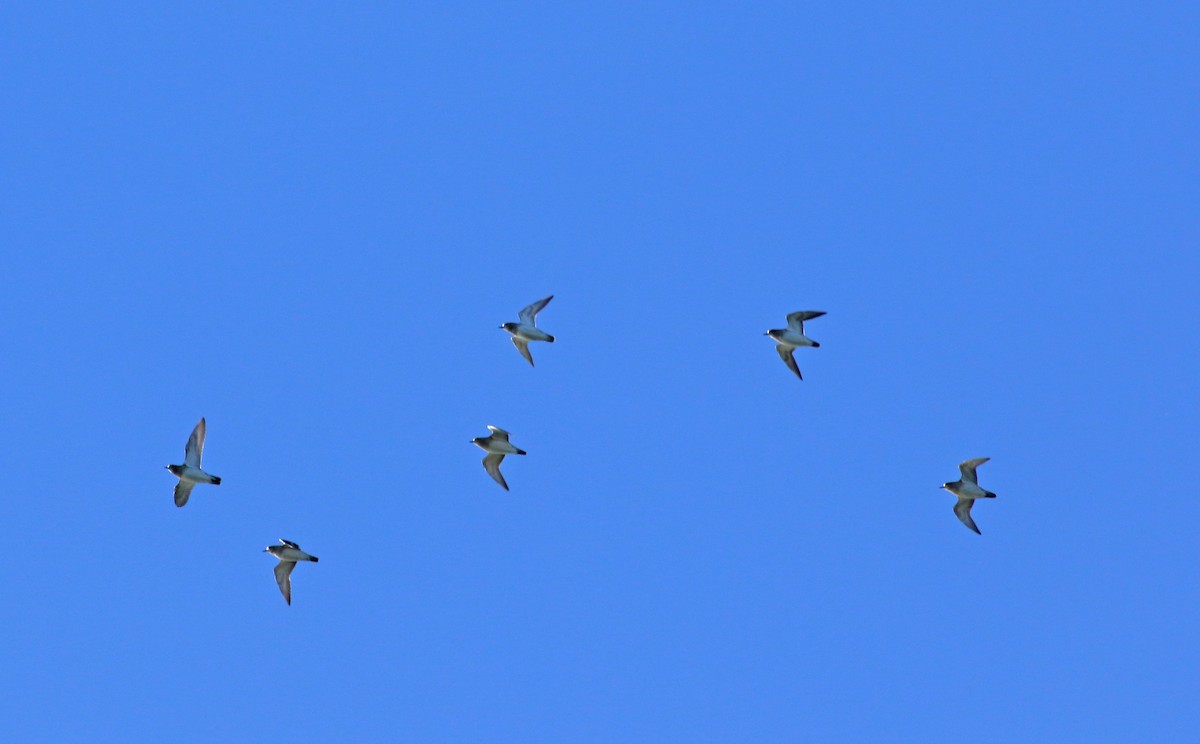 European Golden-Plover - Andrew Steele