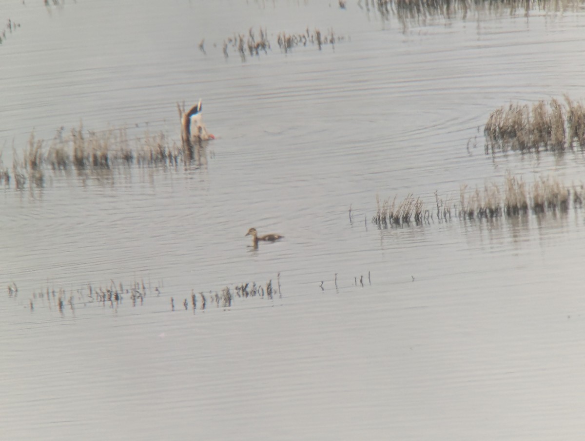 duck sp. - ML656411743