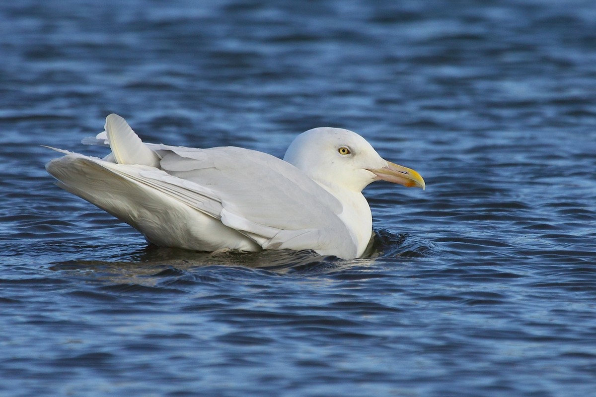 Glaucous Gull - ML65641181