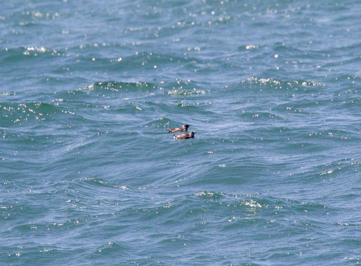 Marbled Murrelet - ML65641201