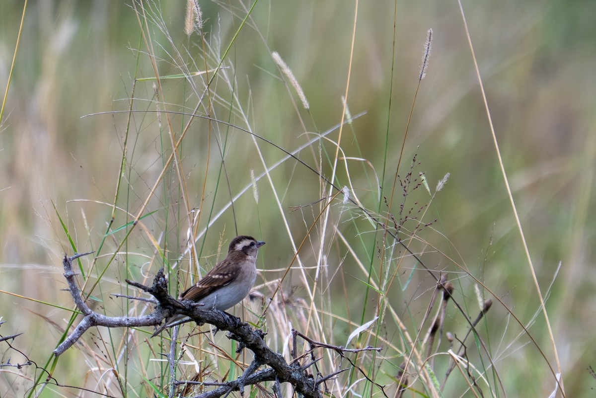 Moineau bridé - ML656413241