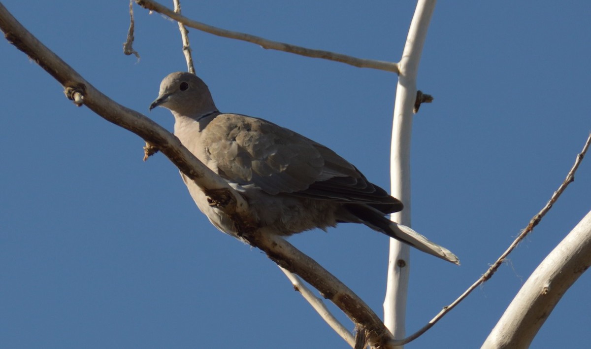 灰斑鳩 - ML656413370