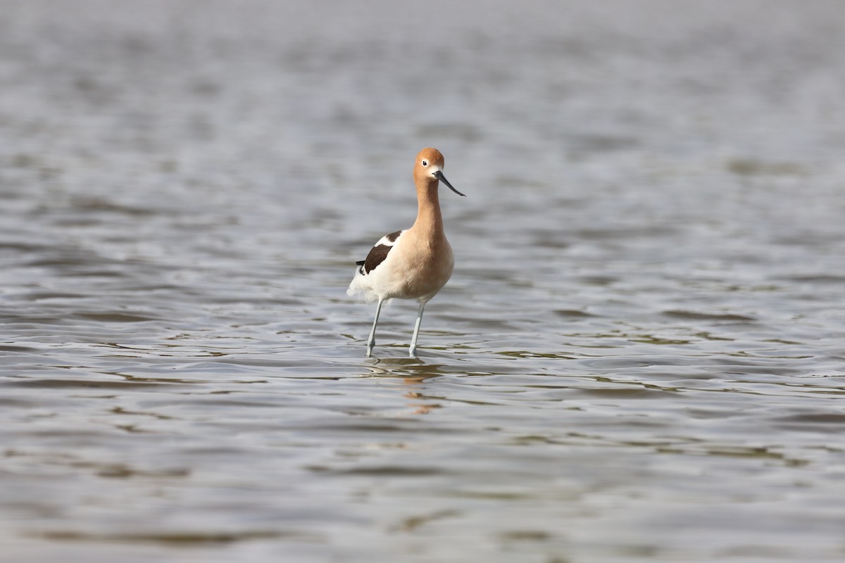 Avocette d'Amérique - ML656413638