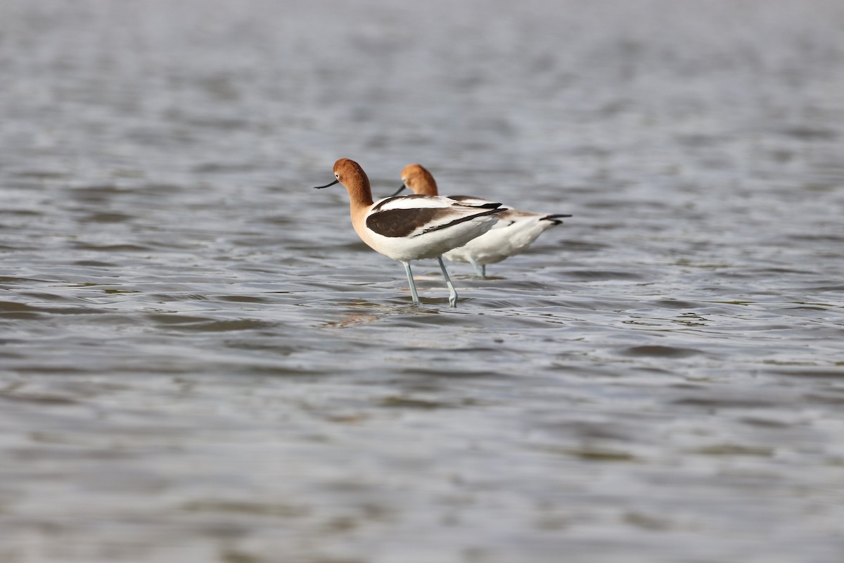 Avocette d'Amérique - ML656413639
