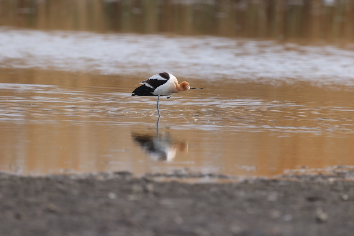 Avocette d'Amérique - ML656413670