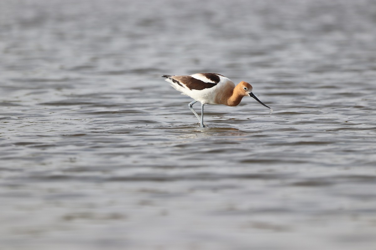 Avocette d'Amérique - ML656413751