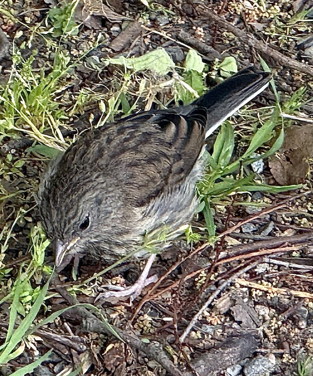 ユキヒメドリ（oreganus グループ） - ML656415127